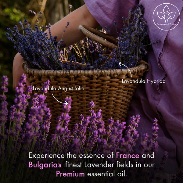 
  
    Lavender Essential Oil | 100% Pure and Natural |2 fl oz
  
