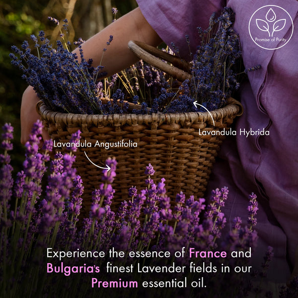 
  
    Lavender Essential Oil | 100% Pure and Natural | 3.4 fl oz
  
